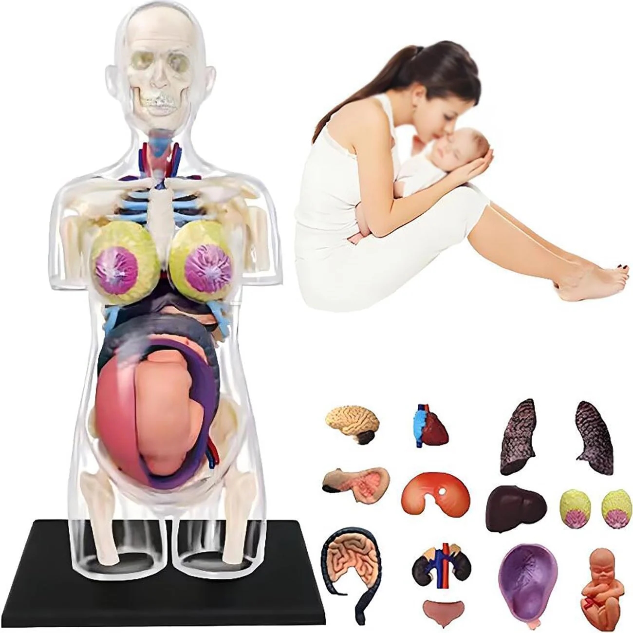 Human Anatomic Models